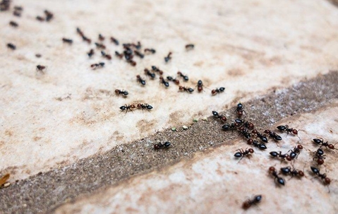 ants