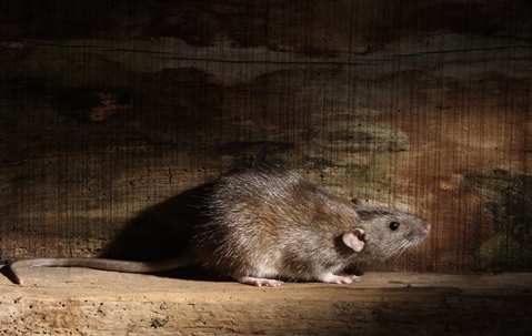 rodent