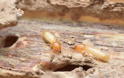 termites