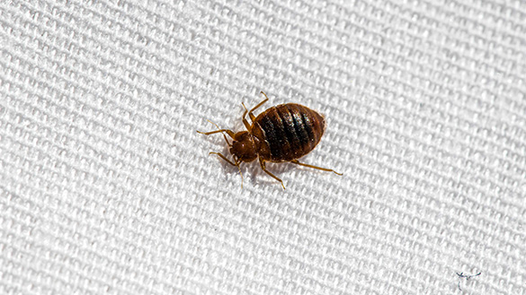 Bed Bug Control